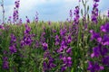 Purple flowers in front of wheat